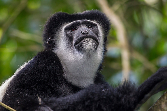 Abyssinian black and white colobus monkey KAC0244