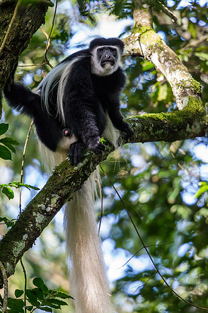 Abyssinian black and white colobus monkey KAC0193