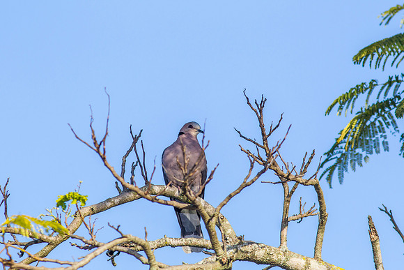 Red-eyed dove KAC0142