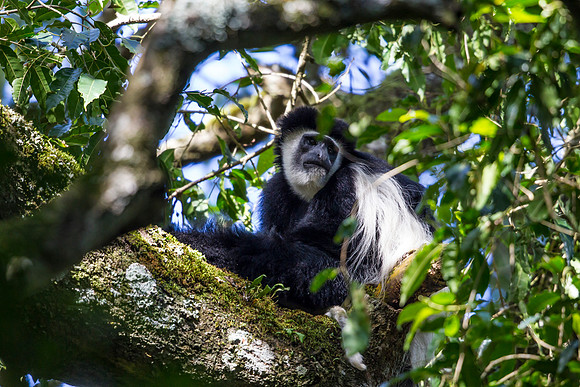 Abyssinian black and white colobus monkey KAC0174