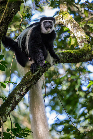 Abyssinian black and white colobus monkey KAC0192
