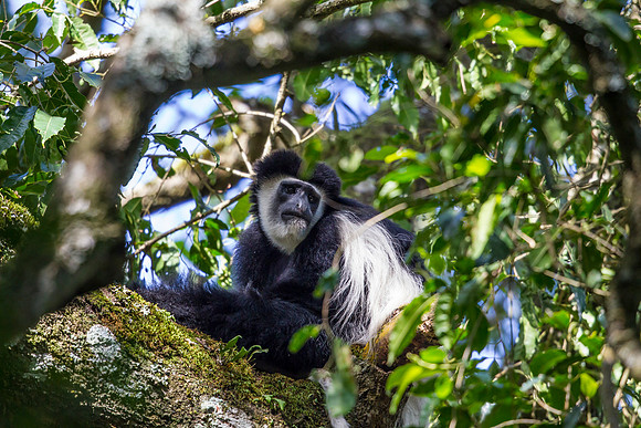 Abyssinian black and white colobus monkey KAC0175