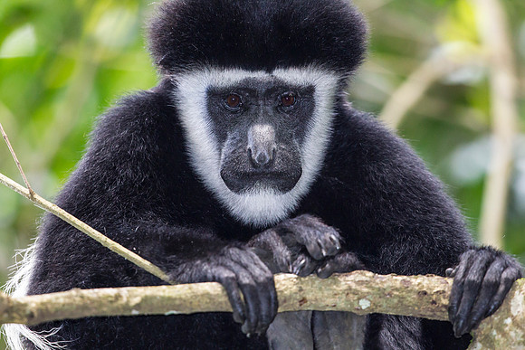 Abyssinian black and white colobus monkey KAC0248