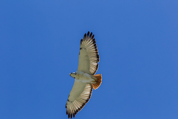 Augur buzzard KAC0076
