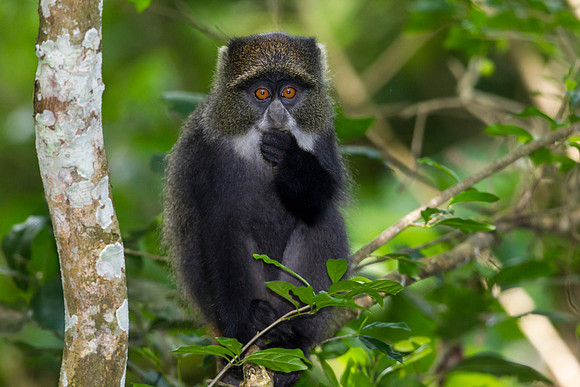 Blue monkey KAC0270
