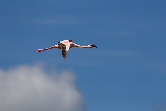 Lesser flamingo KAC0536