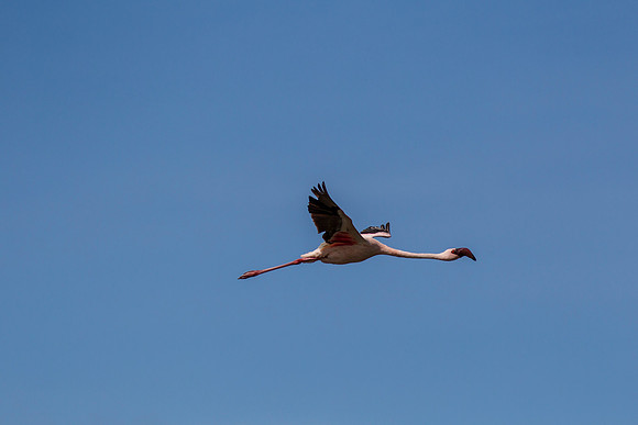 Lesser flamingo KAC0415