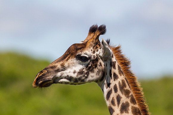 Maasai giraffe KAC0330