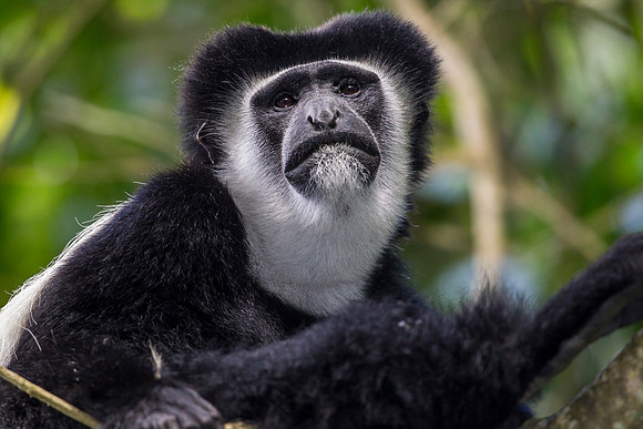 Abyssinian black and white colobus monkey KAC0240