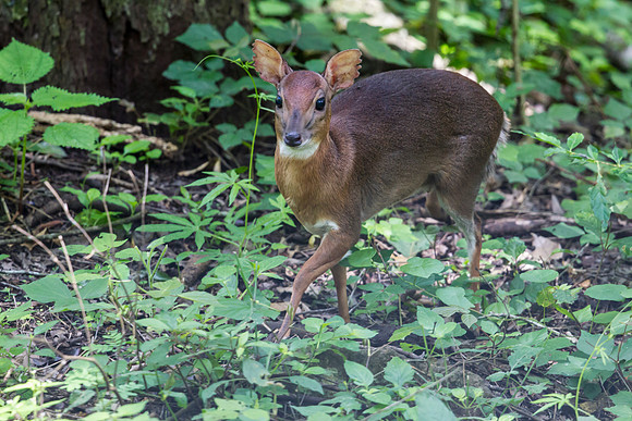 Red Duiker KAC0282