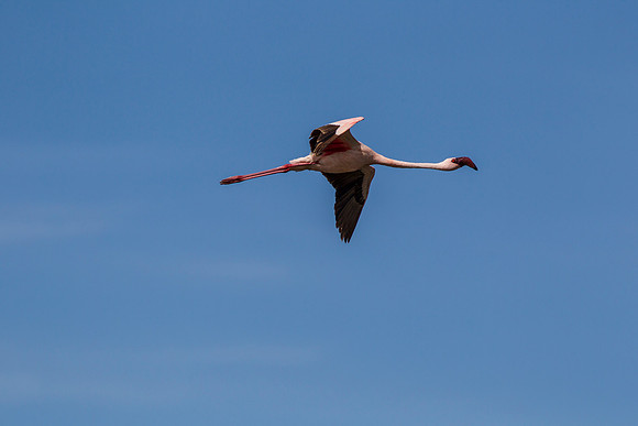 Lesser flamingo KAC0418