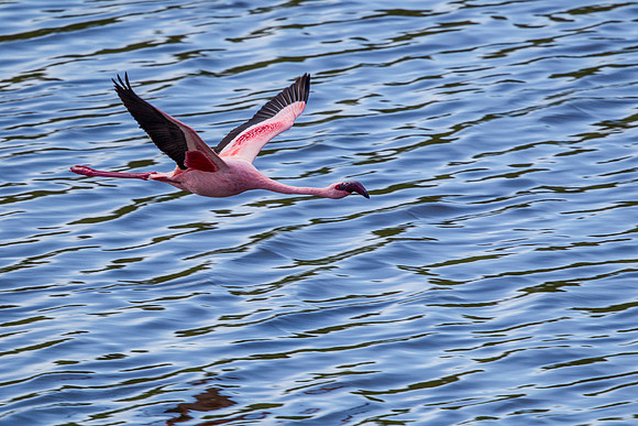 Lesser flamingo KAC0379
