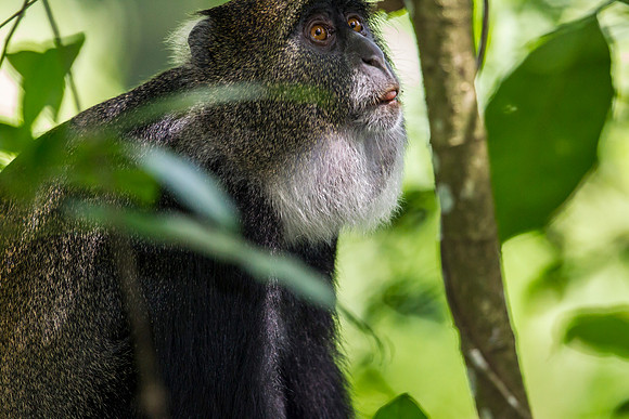 Blue monkey KAC0259