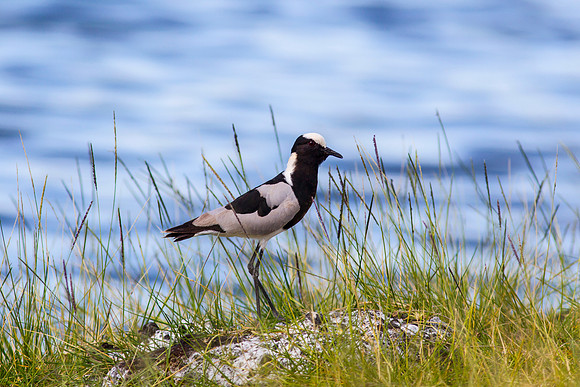 Blacksmith plover KAC0544