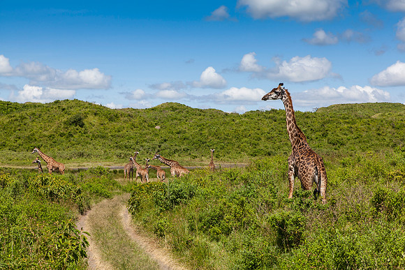 Maasai giraffe KAC0628