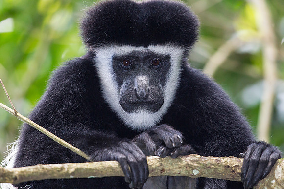 Abyssinian black and white colobus monkey KAC0250
