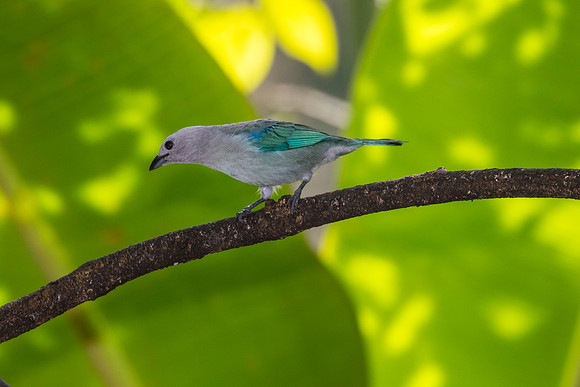 Blue-gray tanager KAC9372