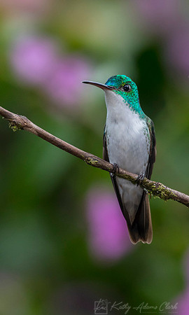 Andean emerald hummingbird KAC0896
