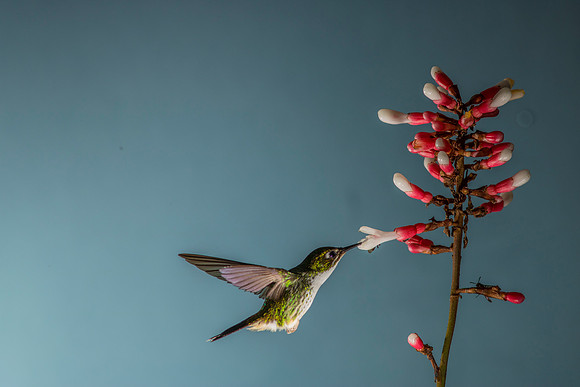 Booted racket-tail hummingbird KAC0467