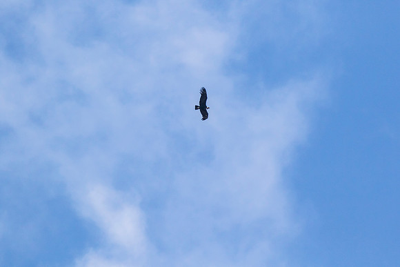 Andean Condor KAC8341