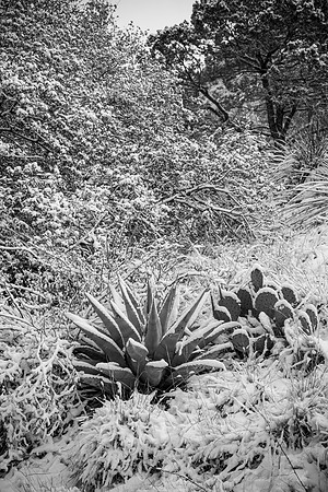 Havard Agave Snow KAC0049