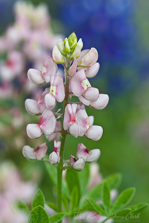 Bluebonnet Aggie variety KAC7929