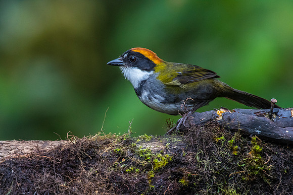 Chestnut-capped Brush-Finch KAC0077