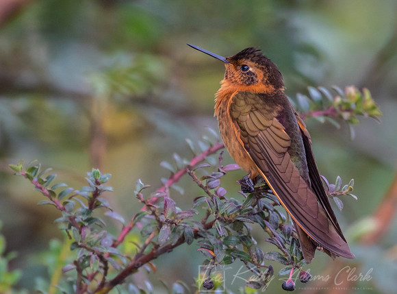 Shining sunbeam hummingbird KAC9120