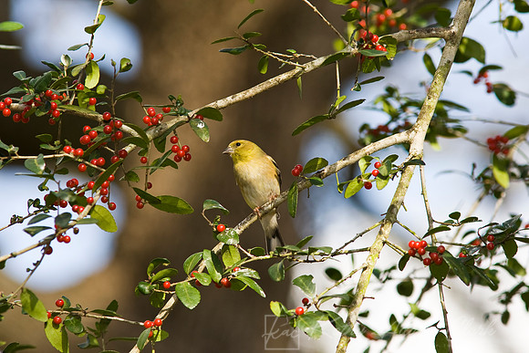 American goldfinch KAC6478