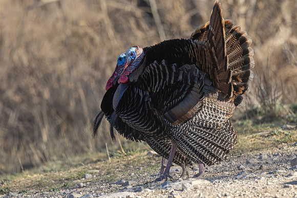 Wild Turkey KAC7896
