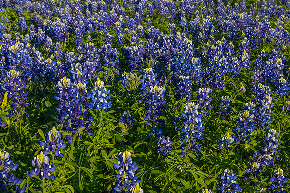 Texas Bluebonnet KAC0825