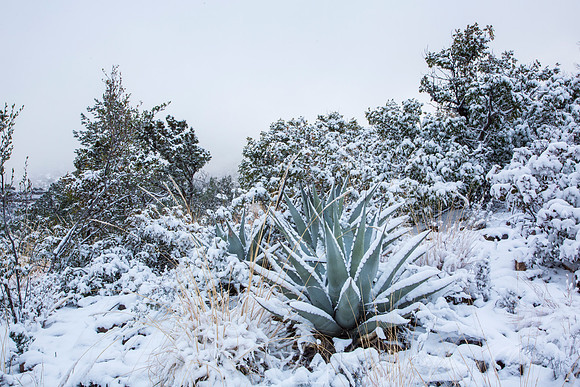 Havard Agave Snow KAC0678