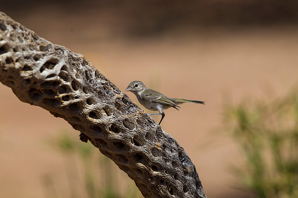 Bell's vireo KAC9047