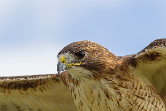 Red-tailed hawk KAC7398