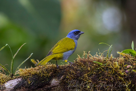 Blue-capped tanager KAC9858