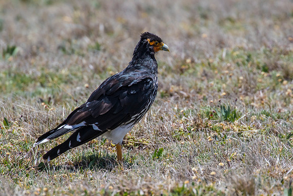 Carunculated caracara KAC8614