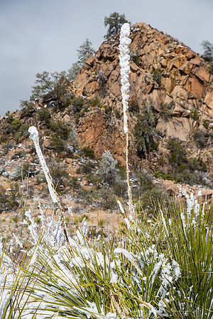 Big Bend National Park Snow KAC0099