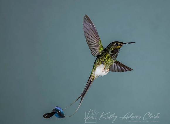 Booted racket-tail hummingbird KAC9296