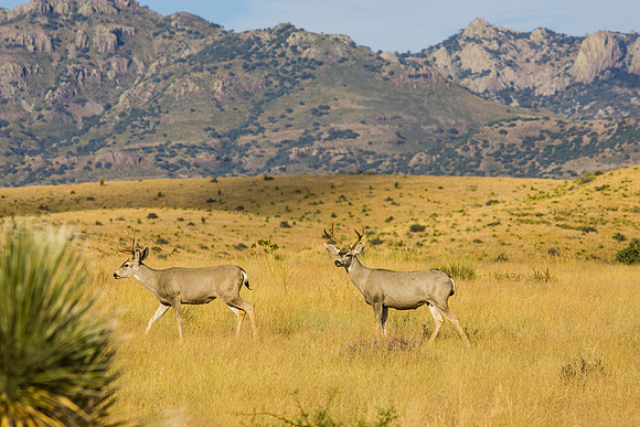 3 Mule Deer KAC100607