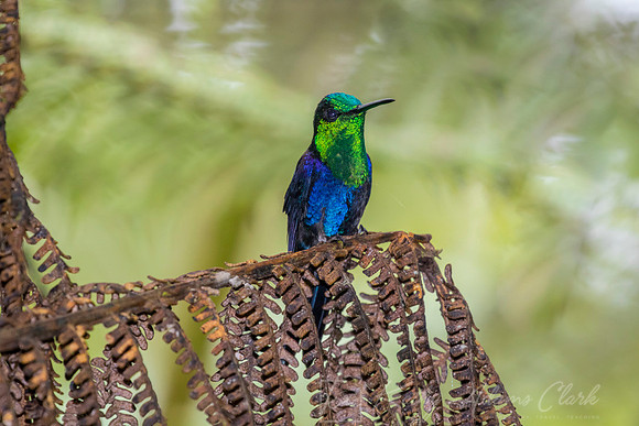 Green-crowned woodnymph KAC9309