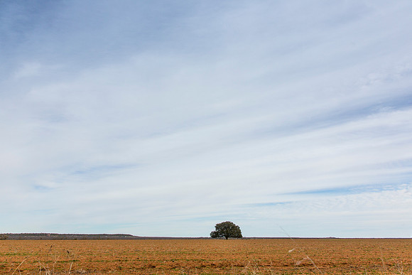7 Tree in a field KAC8569