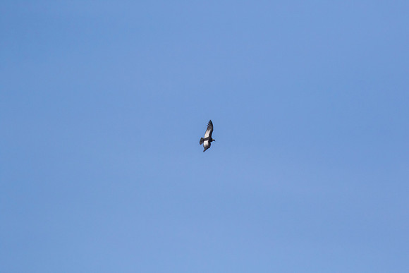 Andean Condor KAC8431