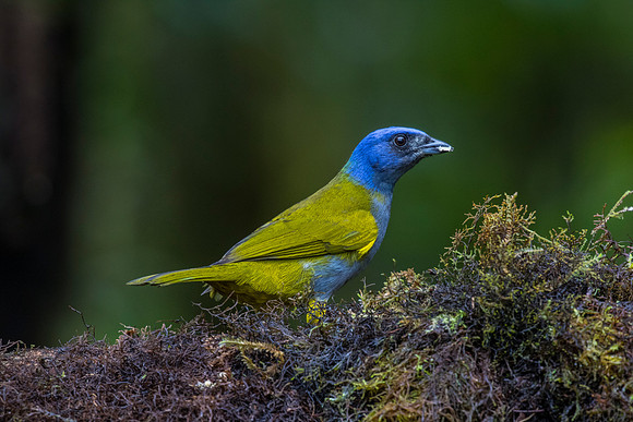 Blue-capped tanager KAC9821