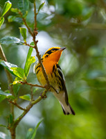 Living Bird