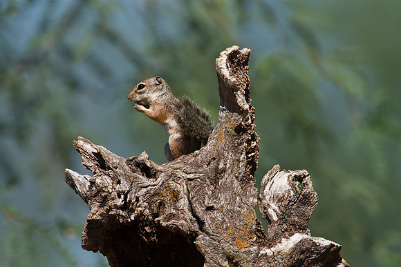 Harris’ antelope squirrel KAC1552