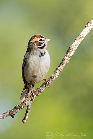 Lark Sparrow KAC1189