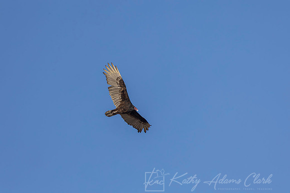 Turkey vulture KAC2945