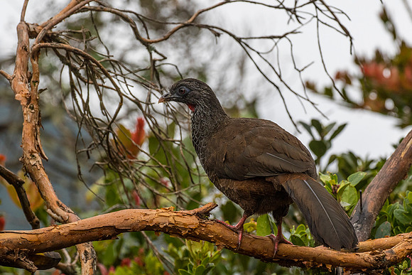 Andean guan KAC9191