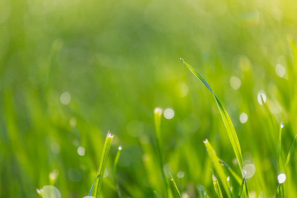 Grass Morning Spring KAC0577