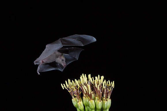 Mexican Long-tongued Bat KAC2039